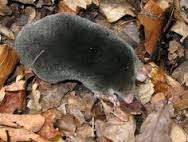 Mole1