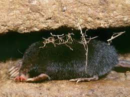 Mole2