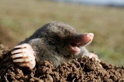 Mole3