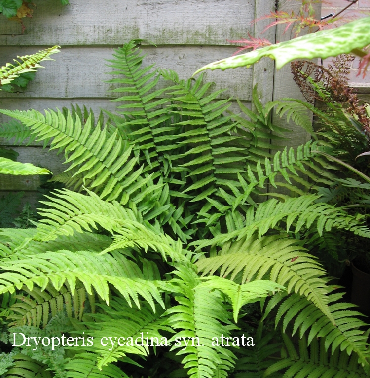 ferns1