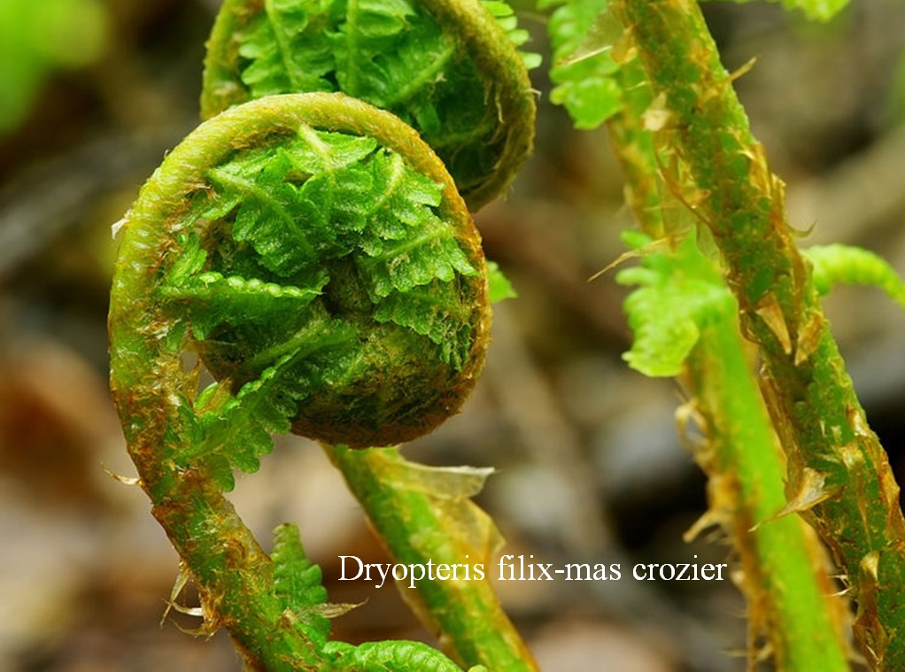 ferns2