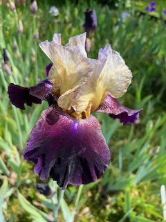 irises1