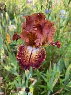irises2