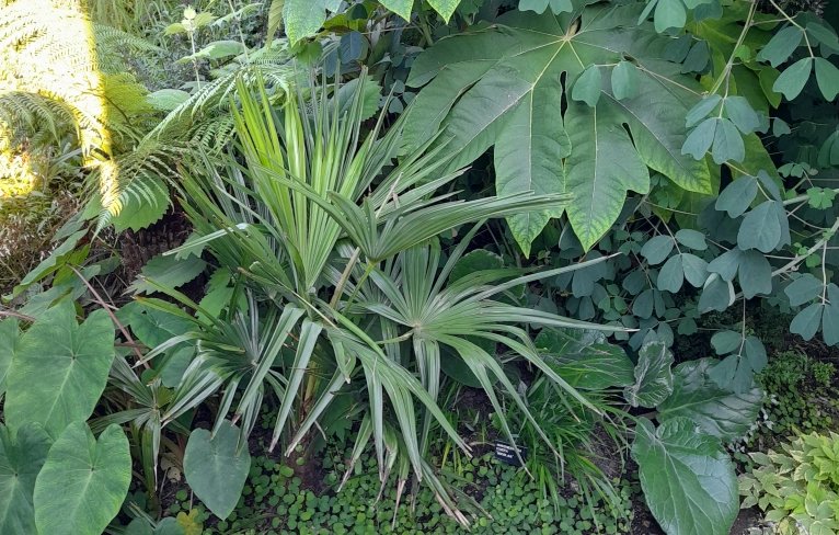 Foliage